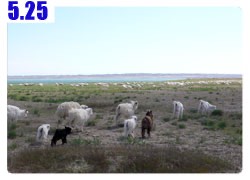 Camping with 1200 sheep