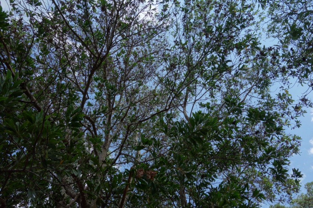 DSC01541
