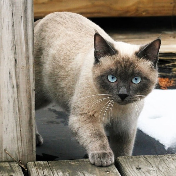 The-Thai-Cat-6